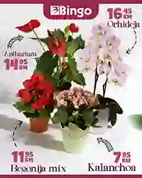 Bingo akcija cvijeća – sniženja do 15. marta 2026. u Bingo marketima